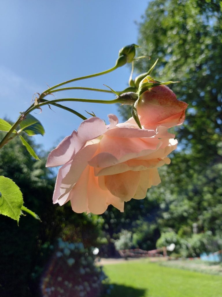 Bild der blühenden Erinnerungsrose