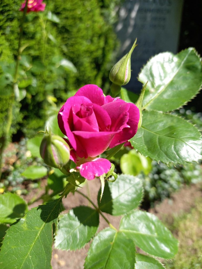 Bild der blühenden Erinnerungsrose