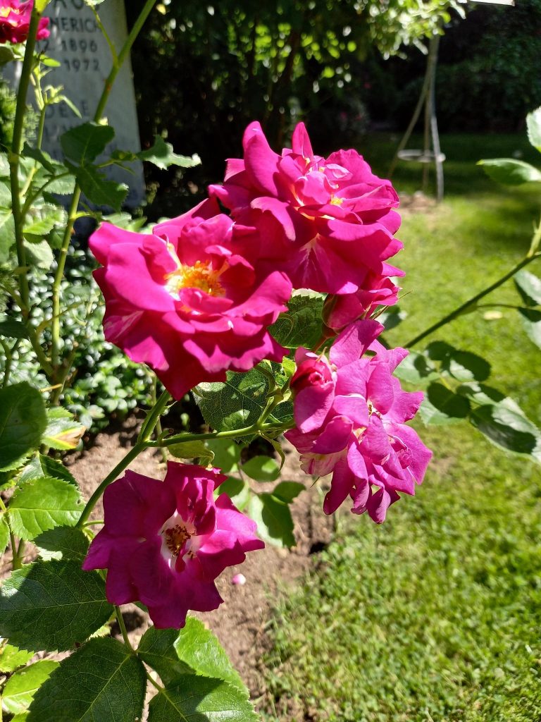 Bild der blühenden Erinnerungsrose